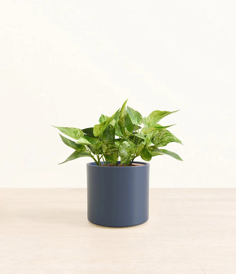 Money Plant Marble