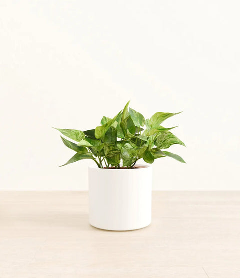 Money Plant Marble