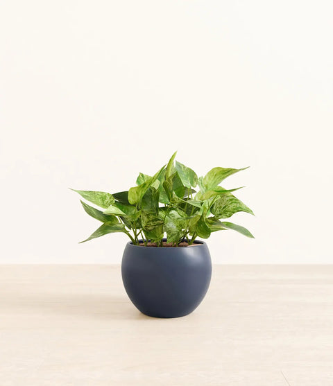Money Plant Marble