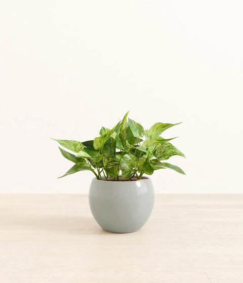 Money Plant Marble