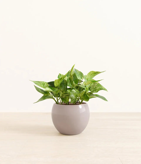 Money Plant Marble