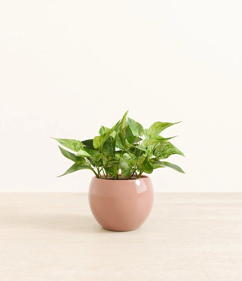 Money Plant Marble