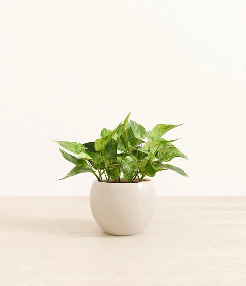 Money Plant Marble