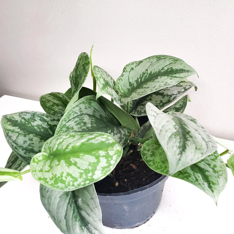 Scindapsus Pictus Exotica - Silver Pothos