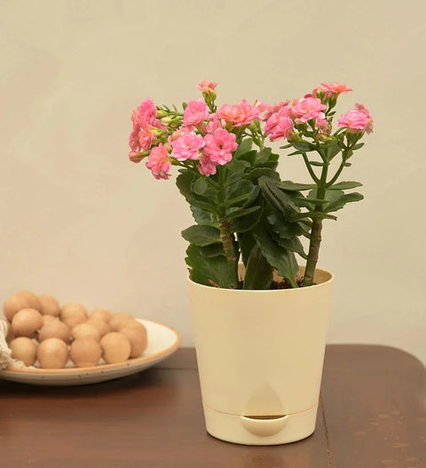 Kalanchoe - Pink