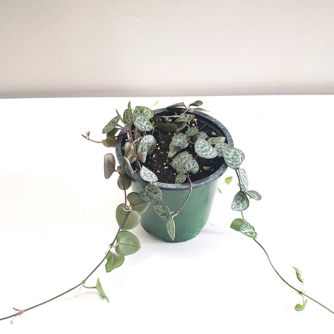 String of Hearts