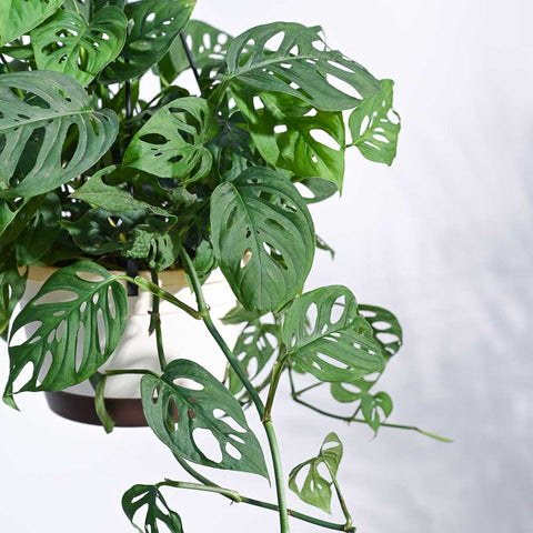 Philodendron Broken Heart