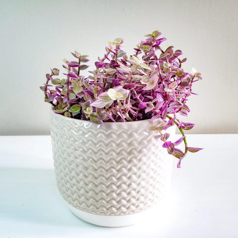 Callisia Repens - Pink Lady