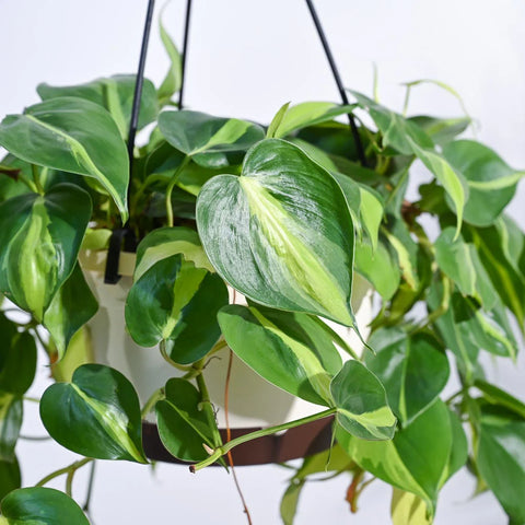 Philodendron Oxycardium Brasil Variegated