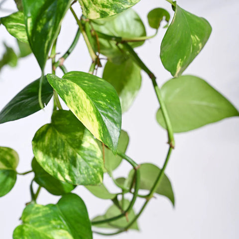 Money Plant Variegated