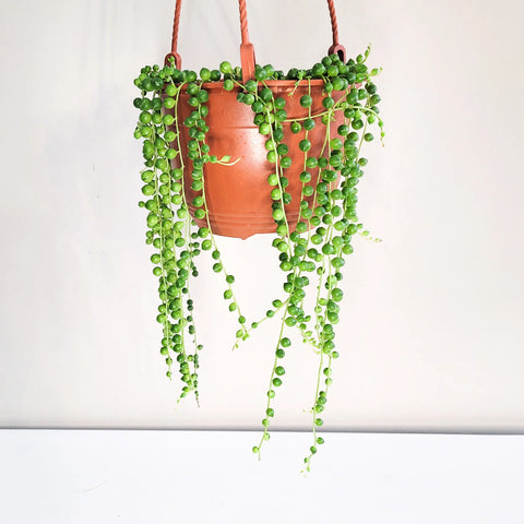 String of Pearls