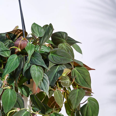 Philodendron Micans