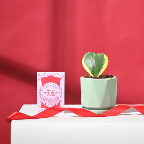 Heart Hoya - Variegated