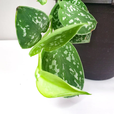 Money Plant Satin - Scindapsus Pictus Argyraeus