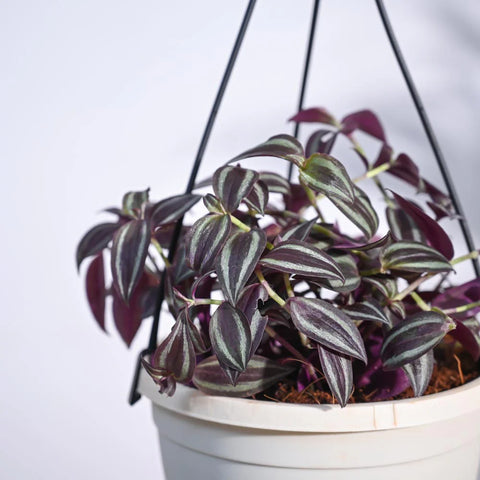 Wandering Jew