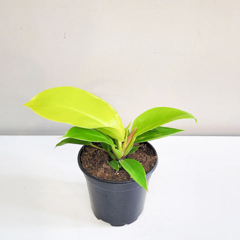 Philodendron Hederaceum 'Moonlight'