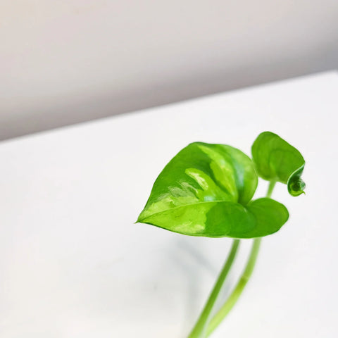 Epipremnum Aureum 'Global Green'
