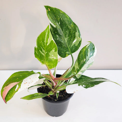 Philodendron White Princess