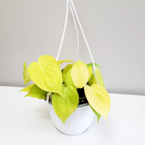Philodendron Hederaceum - Lemon Lime