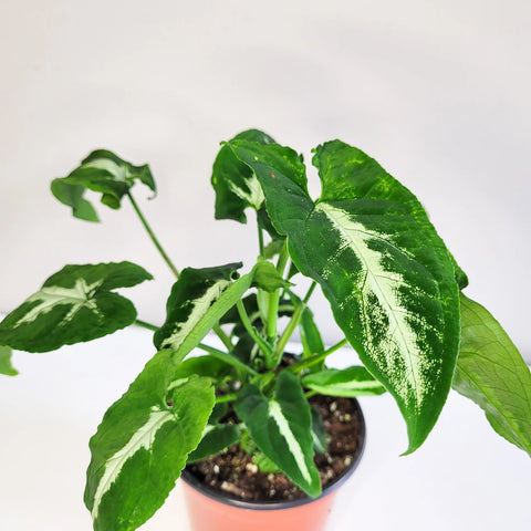 Syngonium Wendlandii