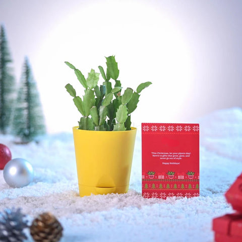 Christmas Cactus
