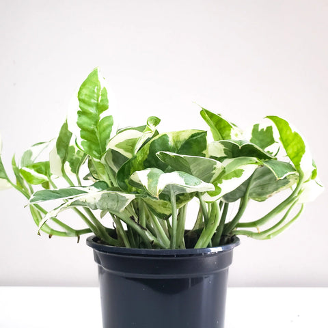 Epipremnum Aureum - Pearls and Jade Pothos