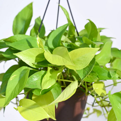 Money Plant Golden