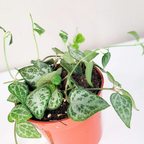 Ceropegia Woodii - String of Arrows