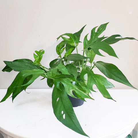 Epipremnum Pinnatum - Baltic Blue Pothos