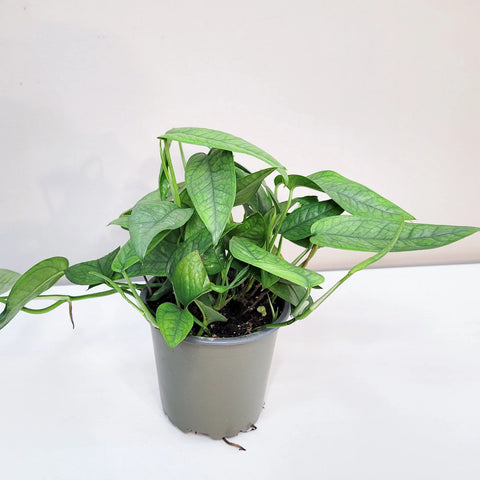Epipremnum Pinnatum - Cebu Blue Pothos