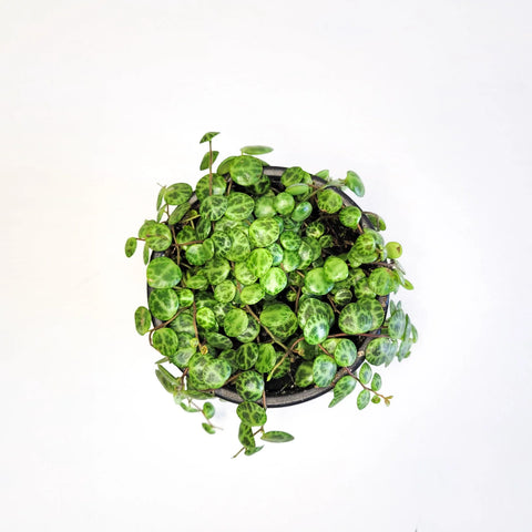 Peperomia Prostrata - String of Turtles