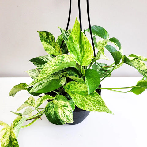 Money Plant Marble