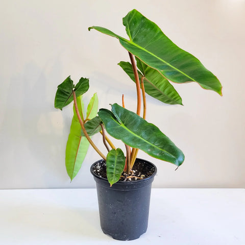 Philodendron Billietiae