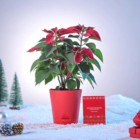 Poinsettia Red