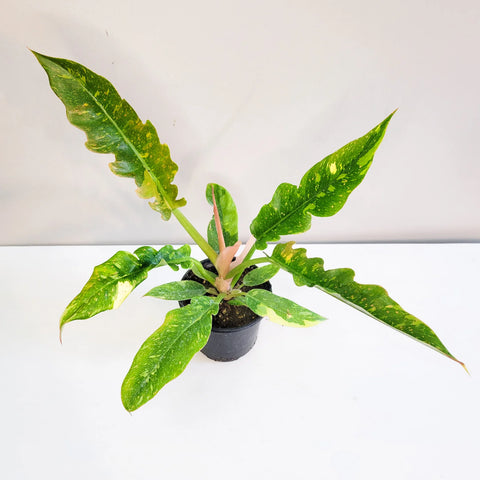 Philodendron Ring of Fire