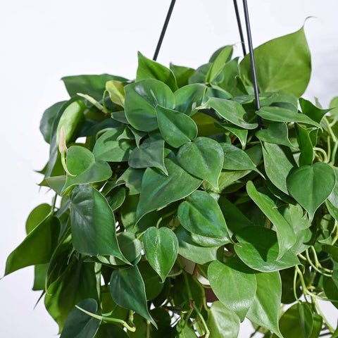 Philodendron Oxycardium Green