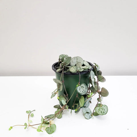 String of Hearts - Silver Glory