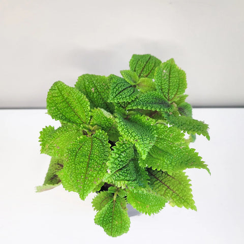Pilea Mollis