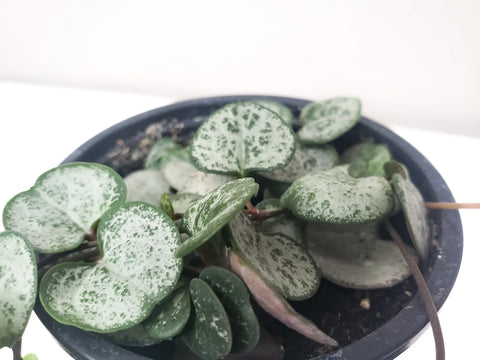 String of Hearts - Silver Glory