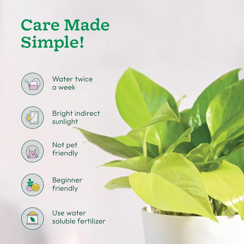 Money Plant Golden