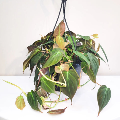 Philodendron Micans