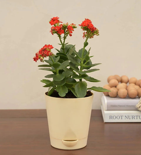 Kalanchoe Red