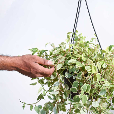 Peperomia Obtusifolia - Variegated