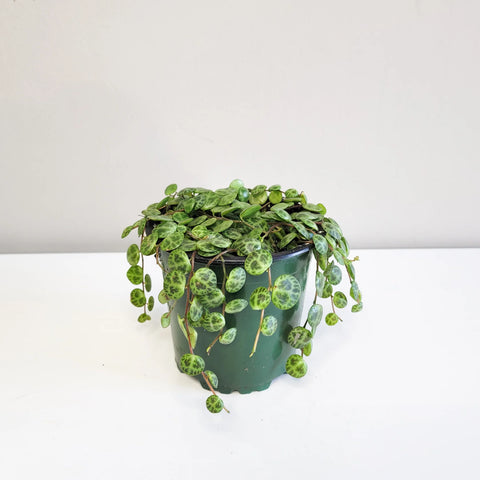 Peperomia Prostrata - String of Turtles