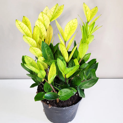 Zamioculcas Zamiifolia 'Chameleon'