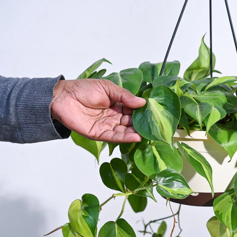 Philodendron Oxycardium Brasil Variegated