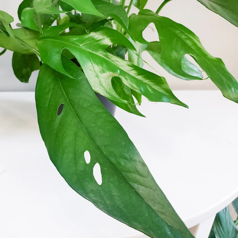 Epipremnum Pinnatum - Baltic Blue Pothos
