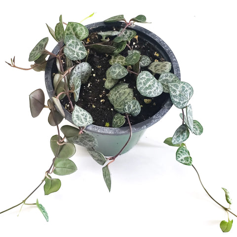 String of Hearts