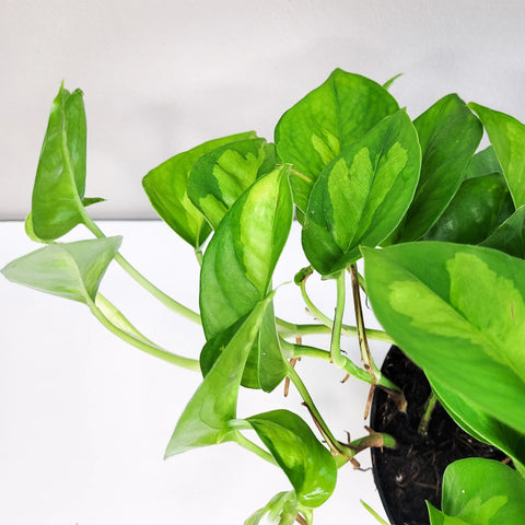 Epipremnum Aureum 'Global Green'