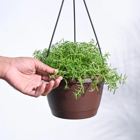 Golden Sedum